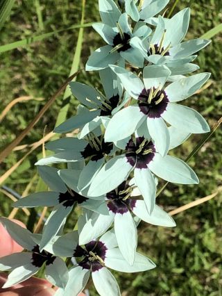 Extremely Rare Ixia viridiflora | Turquoise Ixia | 5 Bulbs NOT Seeds 2