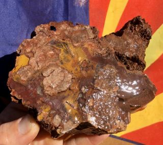 Reilly’s Rocks: Unique Colors Saint Johns Az.  Petrified Wood,  Rare Fungus