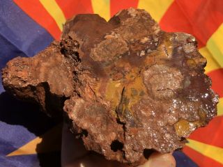 REILLY’S ROCKS: Unique Colors Saint Johns Az.  Petrified Wood,  Rare Fungus 2