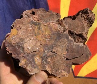 REILLY’S ROCKS: Unique Colors Saint Johns Az.  Petrified Wood,  Rare Fungus 3