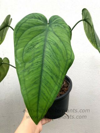 Rare Philodendron " Clouded Leaf " Compact Succulent Plant,  Phyto