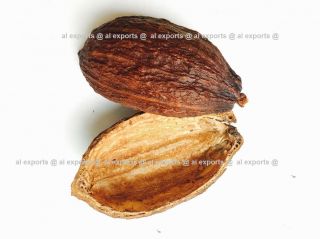 4 Cocoa Empty Dry Half Pods Organic Rare Chococlate Tree 100 Fresh Item