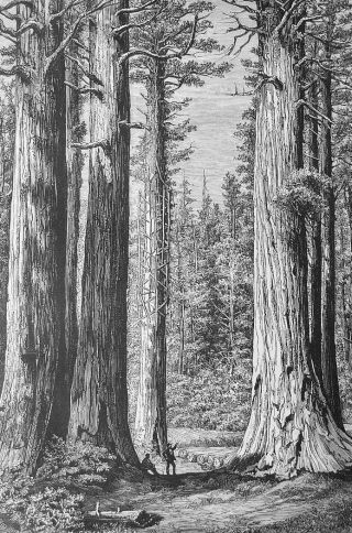 Yosemite Giant Sequias At Mariposa California - 1882 Engraving Antique Print