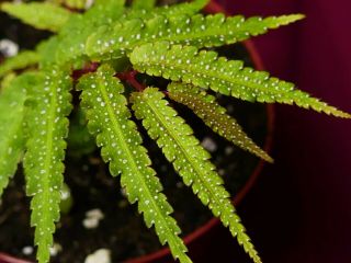 Begonia Plant Pteridiformis Spotted Rare Terrarium Plant 4 " Pot