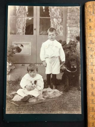 H Antique Victorian 1880s Boys Retriever & Terrier Puppy B&w Photo Cabinet Card