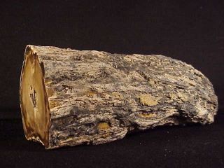 Rw " Rare " 8 " Long " Petrified Wood Limb " From Eagles Nest In Oregon