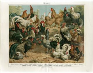 1895 Chickens Hen Rooster Breeds Birds Antique Chromolithograph Print