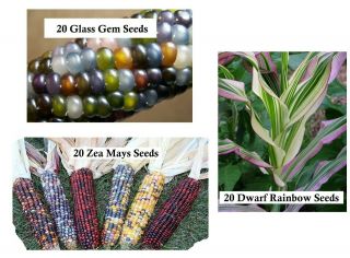 3 Ornamental Corn Garden Seed Bundle - Rare Vegetable Garden Seeds