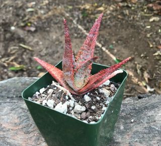 A,  Big Aloe Cv Lavender Star Rare Kelly Griffin Hybrid Succulent Textured