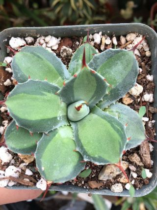Variegated Agave Parryi Huachucensis Excelsior Cactus Succulent Rare Collector