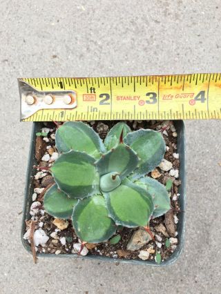 Variegated Agave Parryi Huachucensis Excelsior cactus succulent rare collector 2