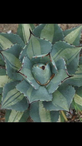 Variegated Agave Parryi Huachucensis Excelsior cactus succulent rare collector 3