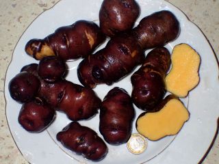 Canary Potato " Papa Mariva " - Solanum X Chaucha - Rare Vegetable - 7 Tubers