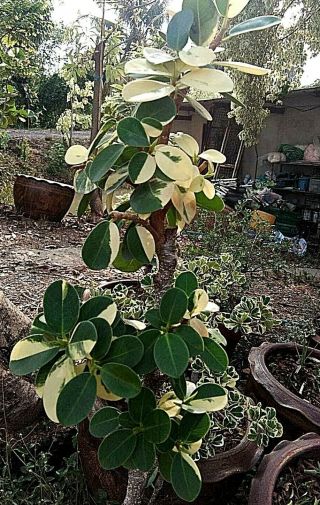 Ficus Annulata Spoon Leaf Variegated Banyan Tree Variegated Rare 1
