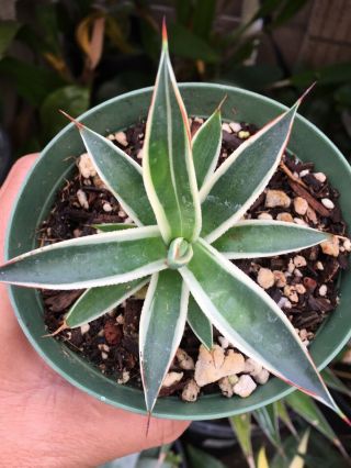 Variegated Agave Blue Sun Glow Cactus Succulent Rare Collector Plant