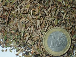 Golden Chervil (chaerophyllum Aureum) – Rare Vegetable (wild,  Ex Poland) 25 Seed