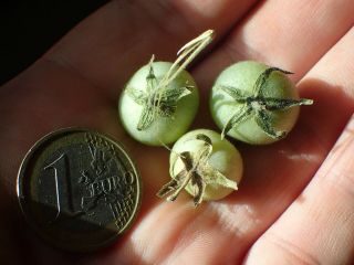 Chmielewsky’s Wild Toamato (lycopersicon Chmielewskii) Rare Fruit - 7 Fresh Seeds