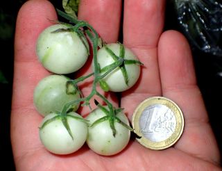 Wild Peruvian Tomato - Lycopersicon Peruvianum - Very Rare Fruit - 7 Fresh Seeds