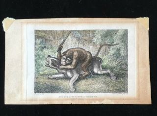 Antique 1799 Samuel Howitt Hand Engrave Etching Battle Of Bulldog & Monkey Color