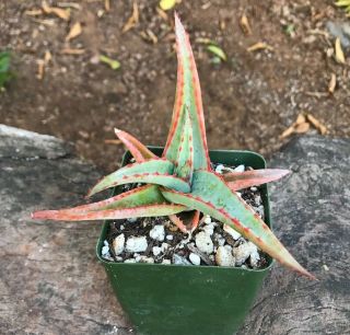 A,  Aloe Alooides (Graskrop Aloe) VERY Rare Tree Aloidendron ALOOIDES 2