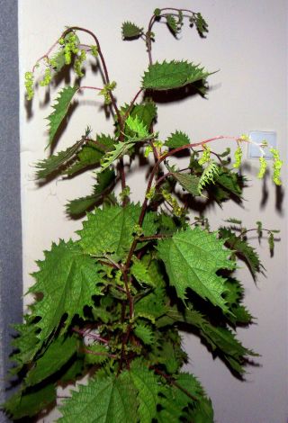 North Asia Nettle - Girardinia Septentrionalis Rare Edible And Ornament.  15 Seeds