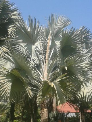 10 Seeds Rare Bismarckia Nobilis Palm Seeds - Silver - Bismarck Palm