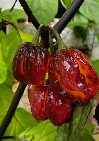 Hot Chili Pepper Pockmark Orange 10 Seeds Vegetable - Very Rare - From 2019