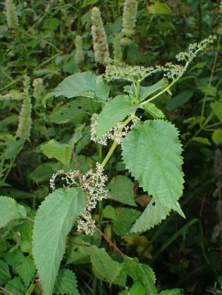 Canadian Woodnettle - Laportea Canadensis - Rare Perennial Vegetable - 10seeds