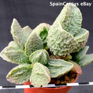 Adromischus Marianiae Cv.  Cardenal King Size Hybrid Rare Succulent Plant 15/9