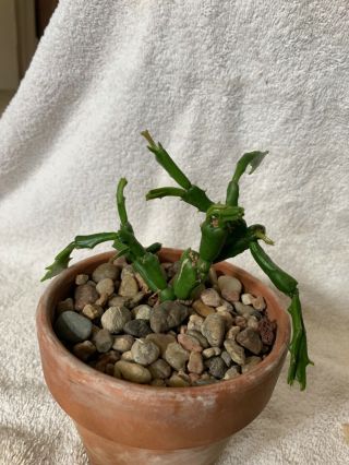 Schlumbergera Enigma,  Rare Schlumbergera Flowering Cactus