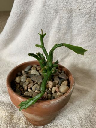 Schlumbergera enigma,  rare schlumbergera flowering cactus 2