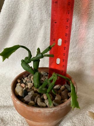 Schlumbergera enigma,  rare schlumbergera flowering cactus 3