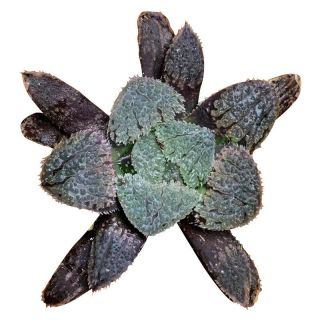 Succulent Live Plant - Haworthia Cooperi Seashell City 4cm - Rare Plant