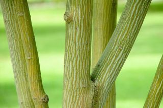 Acer grosseri ' Hersii ' RARE Snakebark Maple Seeds Bonsai Big Leaf Striped Trunk 2