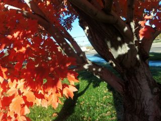 Acer grosseri ' Hersii ' RARE Snakebark Maple Seeds Bonsai Big Leaf Striped Trunk 3