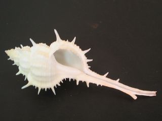 Rarely Seen.  (murex) Vokesimurex Mindanoensis 73mm Philippines Seashell