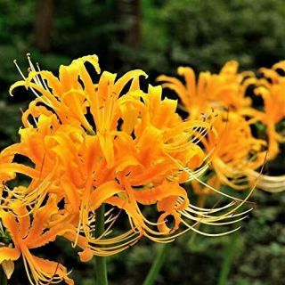 Orange Lycoris Bulbs Stunning Spider Lily Flower Rare Perennial Resistant Garden