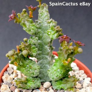 Pseudolithos Mccoyi Big Size On Own Roots Rare Succulent Plant 6/10