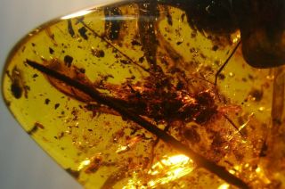 2 Extinct Mesozoic Orthoptera Elcanidae { 13 Mm },  Others.  Rare Burmese Amber.