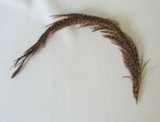 Rare Vintage Curved Brown W/tan Spots Bird Tail Feather 16 " Long