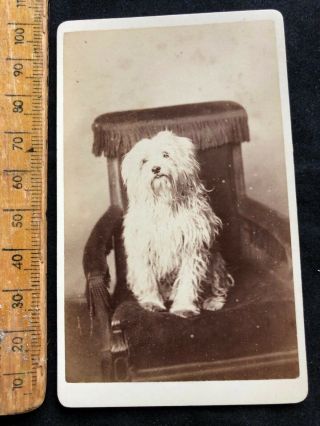 D Antique Cdv 1870s White Long Hair Terrier Dog Victorian B&w Photo Cabinet Card