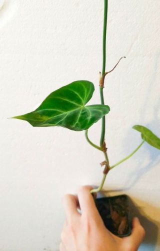 Rare Climbing Form Of Velvet Aroid Philodendron Verrucosum - Live Rooted Plant