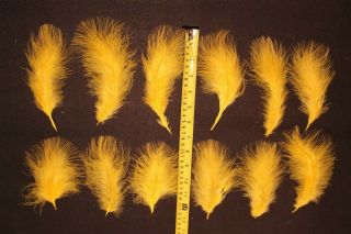 Salmon Fly Tying Feathers - 12 Yellow Sunburst Turkey Marabou - Vintage Antique 2