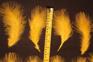 Salmon Fly Tying Feathers - 12 Yellow Sunburst Turkey Marabou - Vintage Antique 3