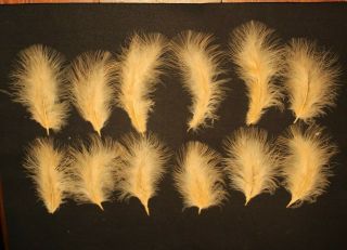 Salmon Fly Tying Feathers - 12 Coral Peach Turkey Marabou - Vintage Antique