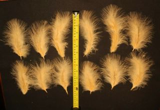 Salmon Fly Tying Feathers - 12 Coral Peach Turkey Marabou - Vintage Antique 2