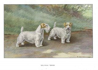 Rare 1930 Art Watercolor Castellan France Dog Portrait Print Sealyham Terrier