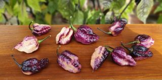 Hot Chili Pepper Pockmark Peach 10 Seeds Vegetable - Very Rare - From 2019