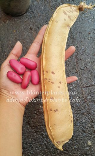 Rare 5 Seeds " Sword Bean " Big Red Bean Tropical Plant &easy Growth@@