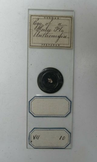 Antique Victorian Microscope Slide Egg Of A House Fly Preparer Norman